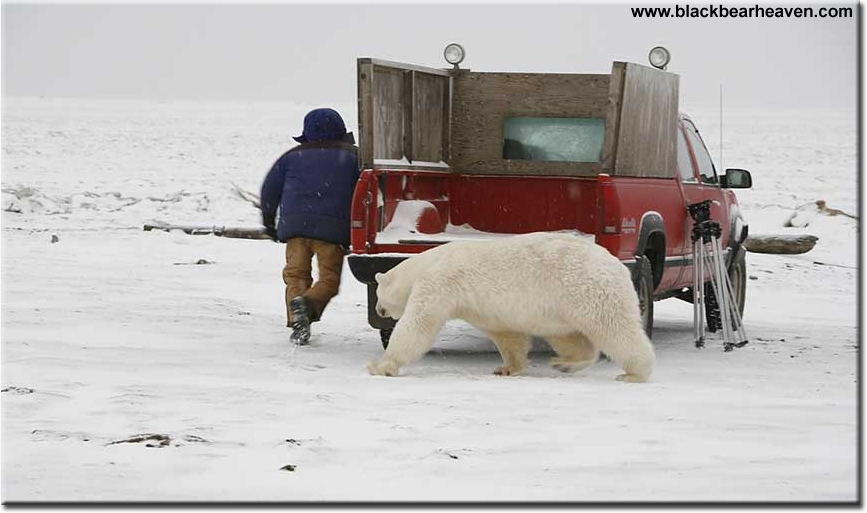 Polar Bear Chases Man Around Truck